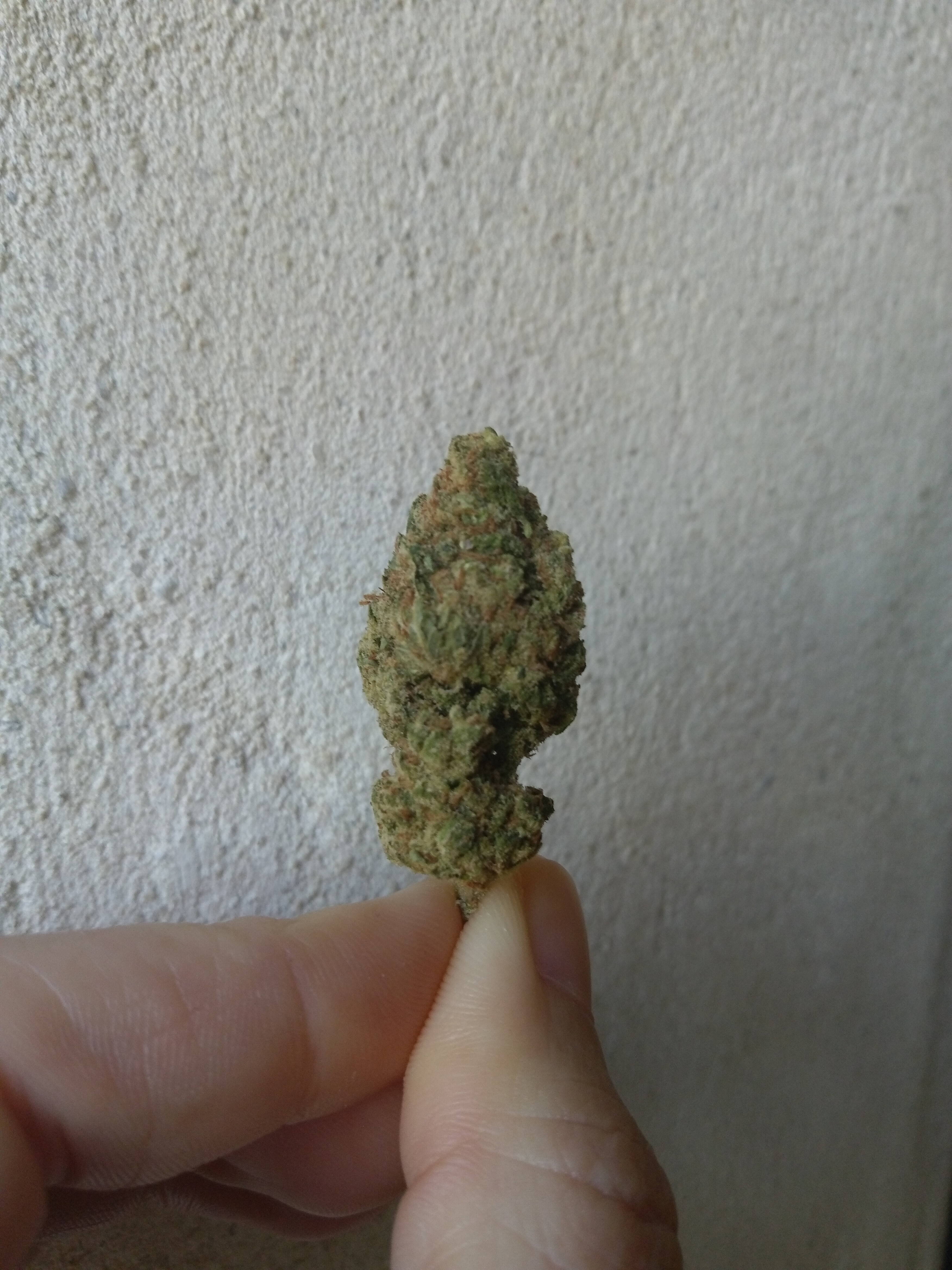 fleur cbd avis test amnesia